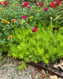 Lemon Ball Sedum with bright chartreuse needlelike foliage among pink and yellow flowers