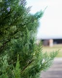 Leyland Cypress Murray with dense green feathery foliage outdoors