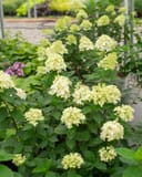 Limelight Hydrangea with pale green cone-shaped flower clusters in a nursery container