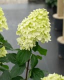 Limelight Hydrangea with a large pale green flower cluster and dark green leaves