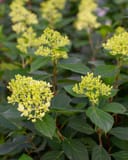 Limelight Hydrangea with pale green flower clusters and broad green leaves