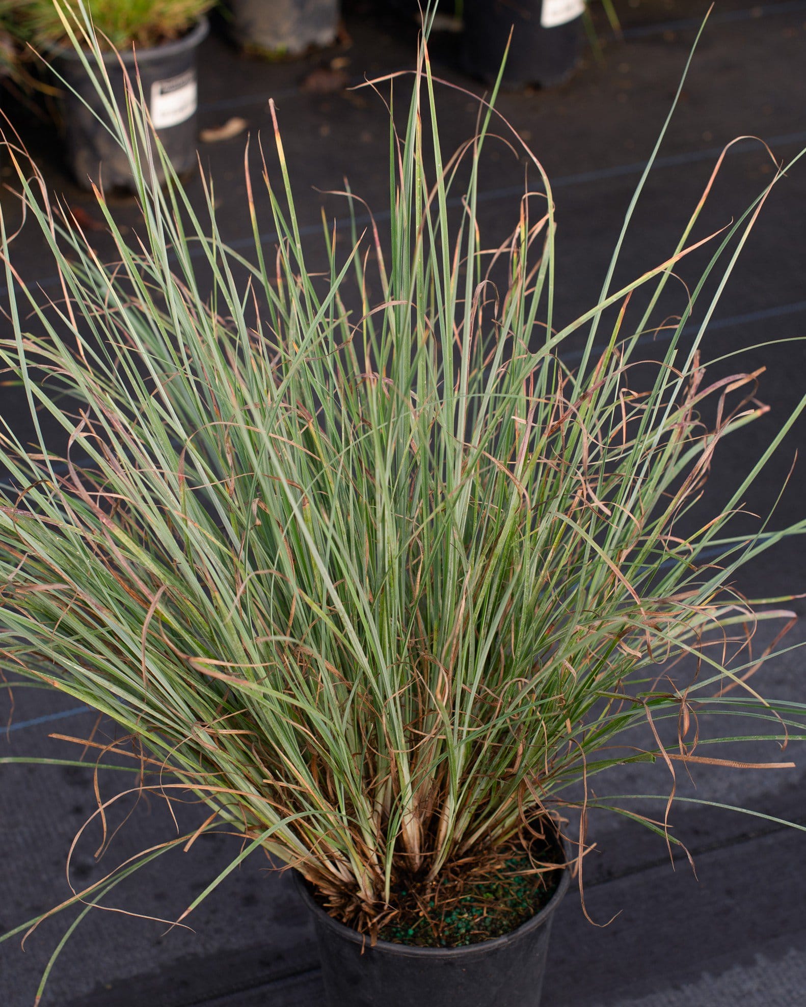 Little Bluestem Prairie Blues
