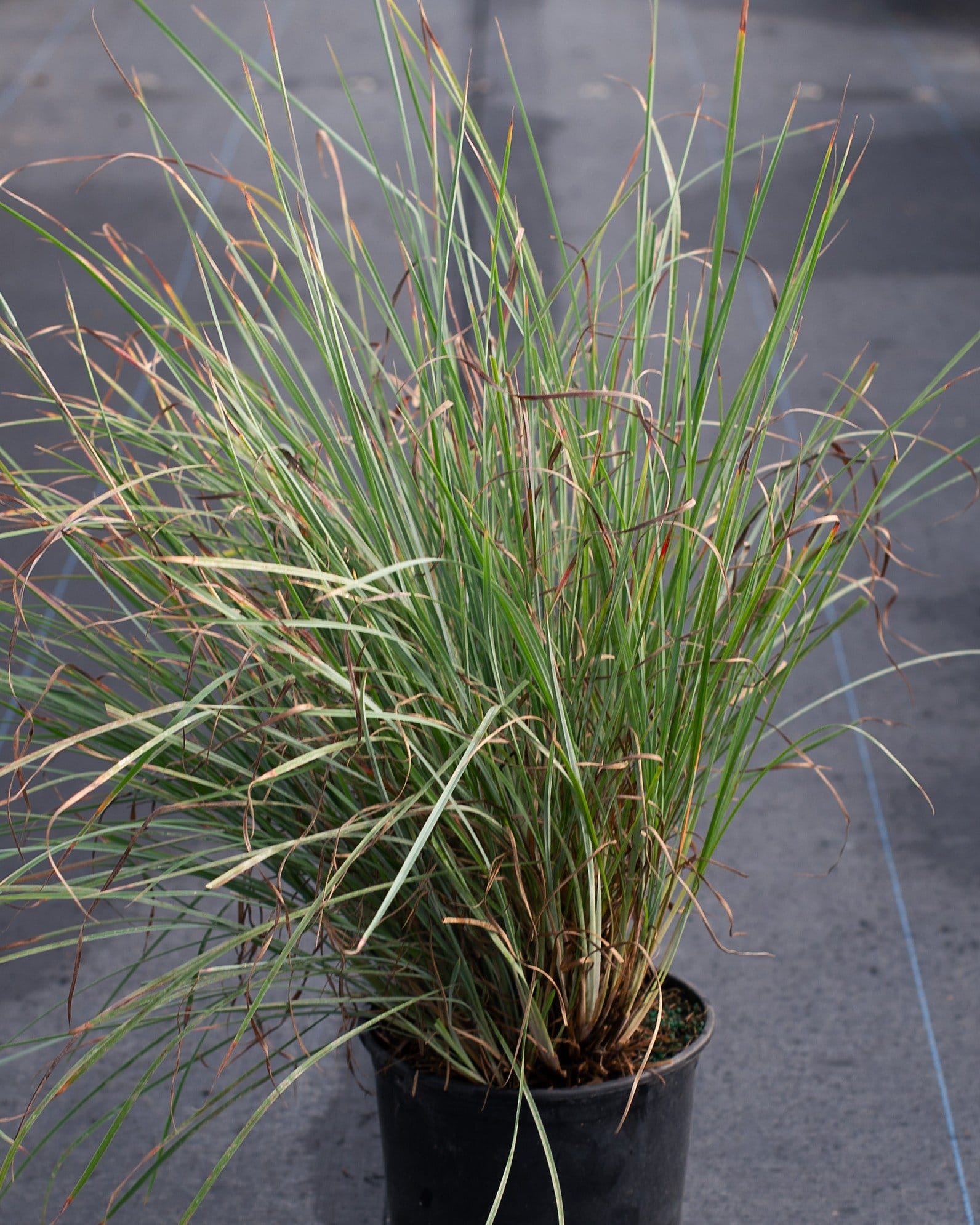Little Bluestem Prairie Blues - view 5