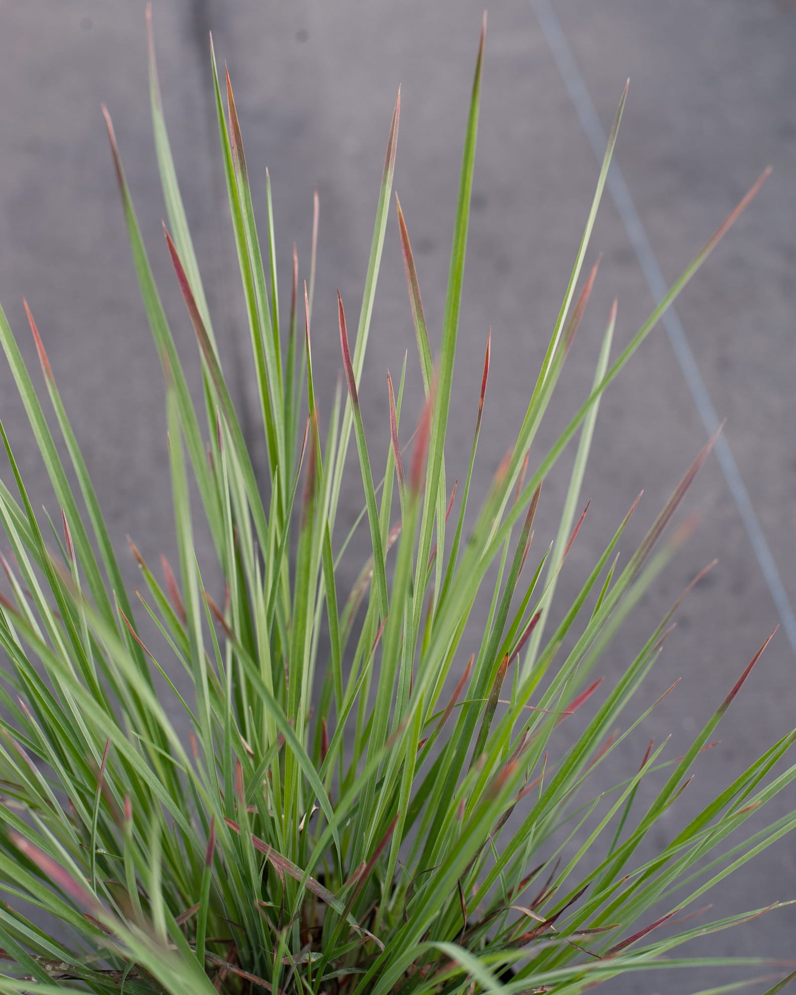 Little Bluestem Standing Ovation - view 3