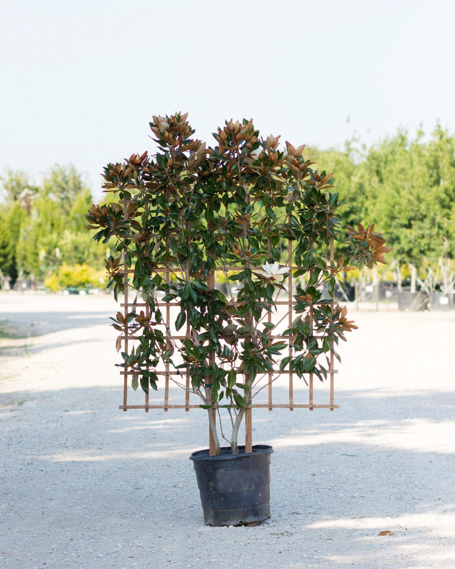 Little Gem Magnolia Espalier