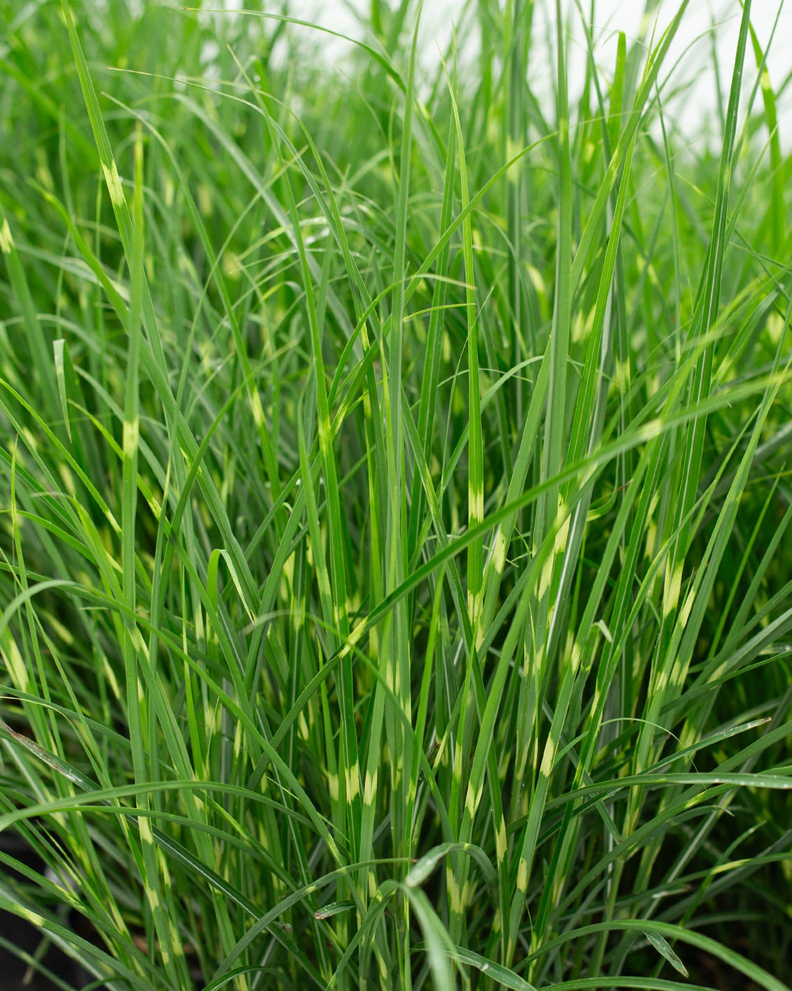 Little Zebra Miscanthus with tall, narrow green blades growing densely