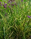 Little Zebra Miscanthus with striped green foliage and purple flowers in a garden