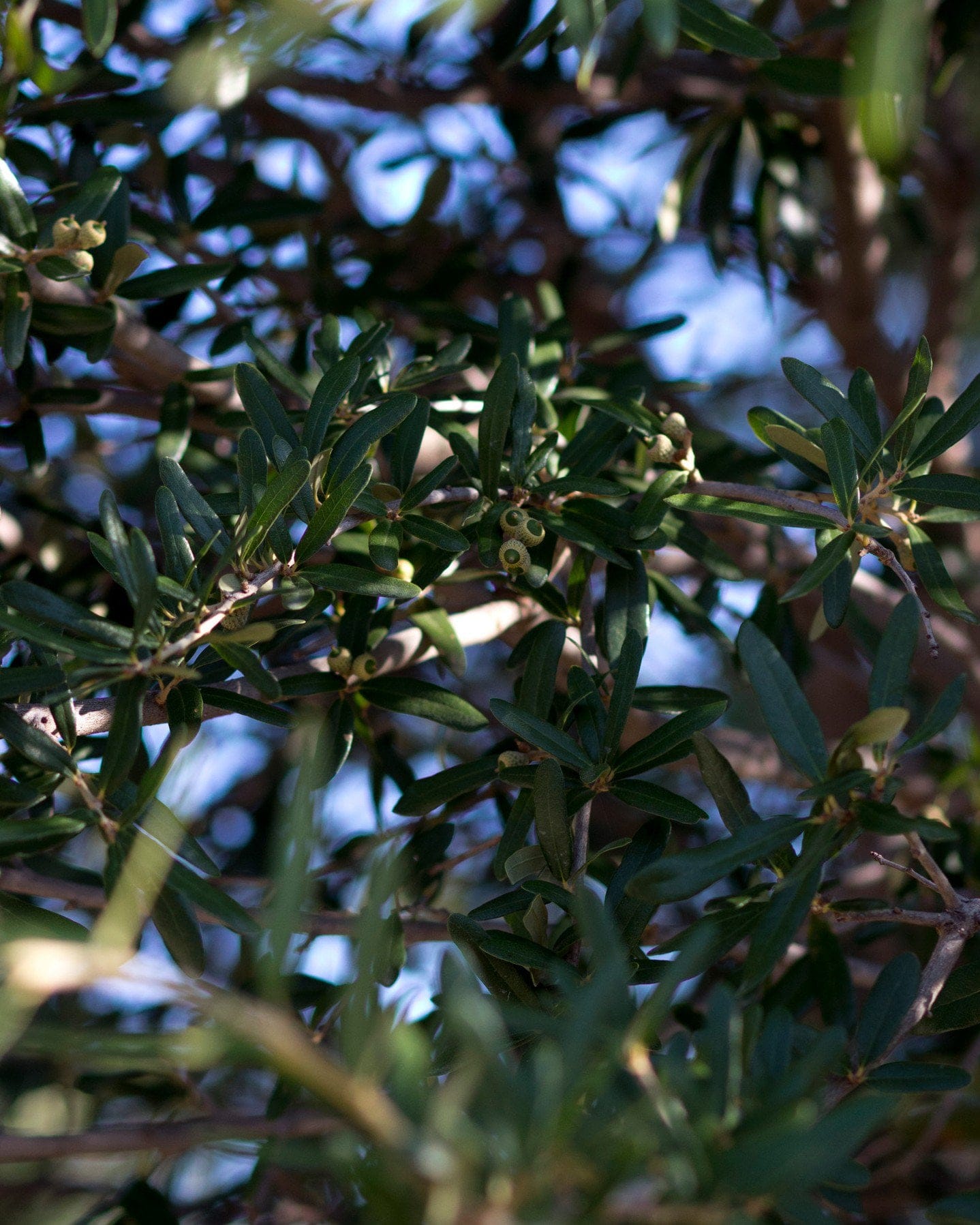 Live Oak - view 5