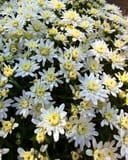 Alexa White Mum - Main Image