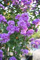 Autauga Crape Myrtle with abundant clusters of bright purple flowers and dark green foliage