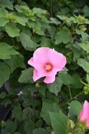 Big Hit Pink Hardy Hibiscus with a large pink flower among green foliage