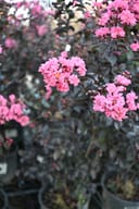 Black Diamond Shell Pink Crape Myrtle with clusters of bright pink flowers and dark foliage in nursery containers