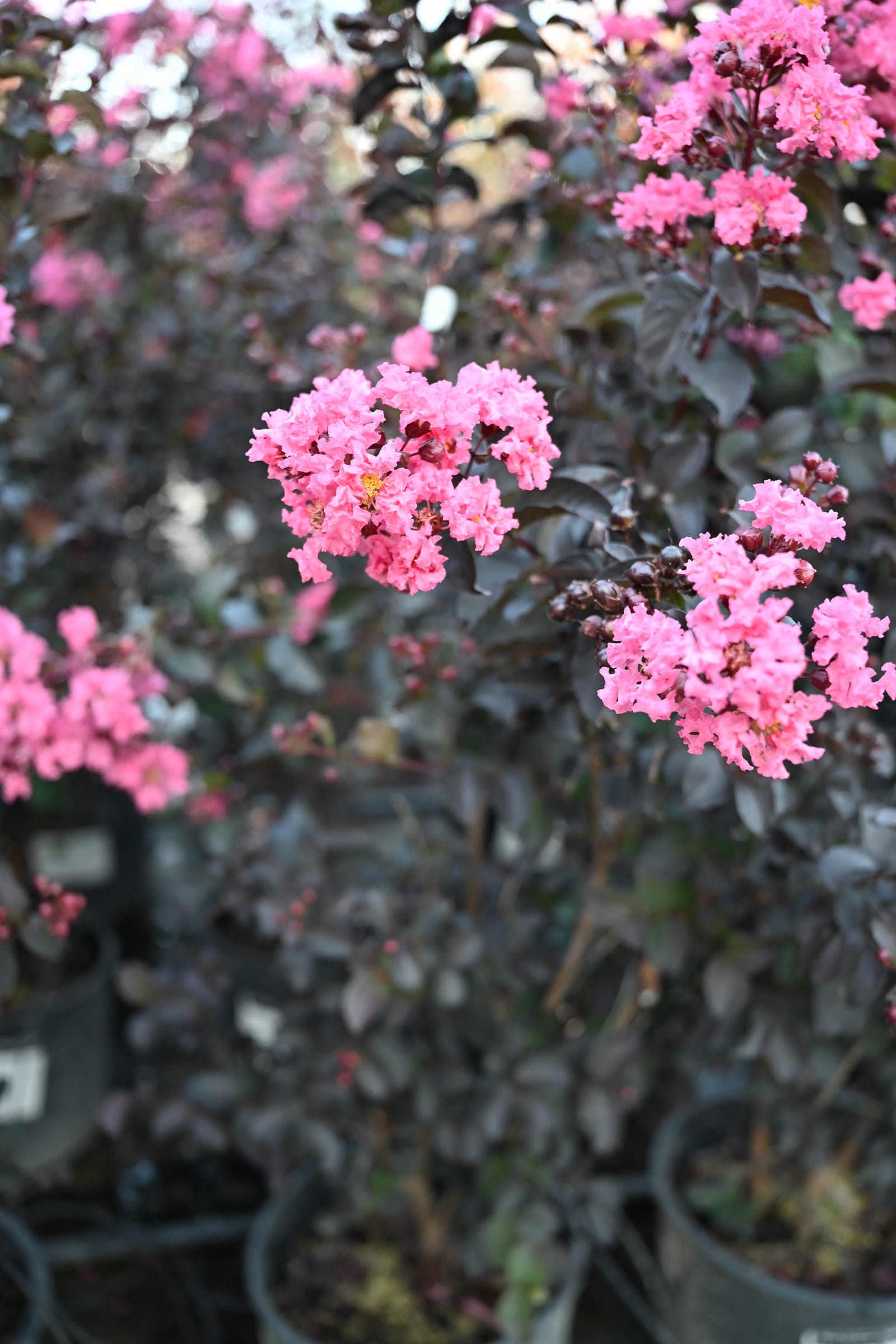 Black Diamond Shell Pink Crape Myrtle - view 2