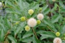 Blanco Buttonbush with round white blooms and green spherical flower buds