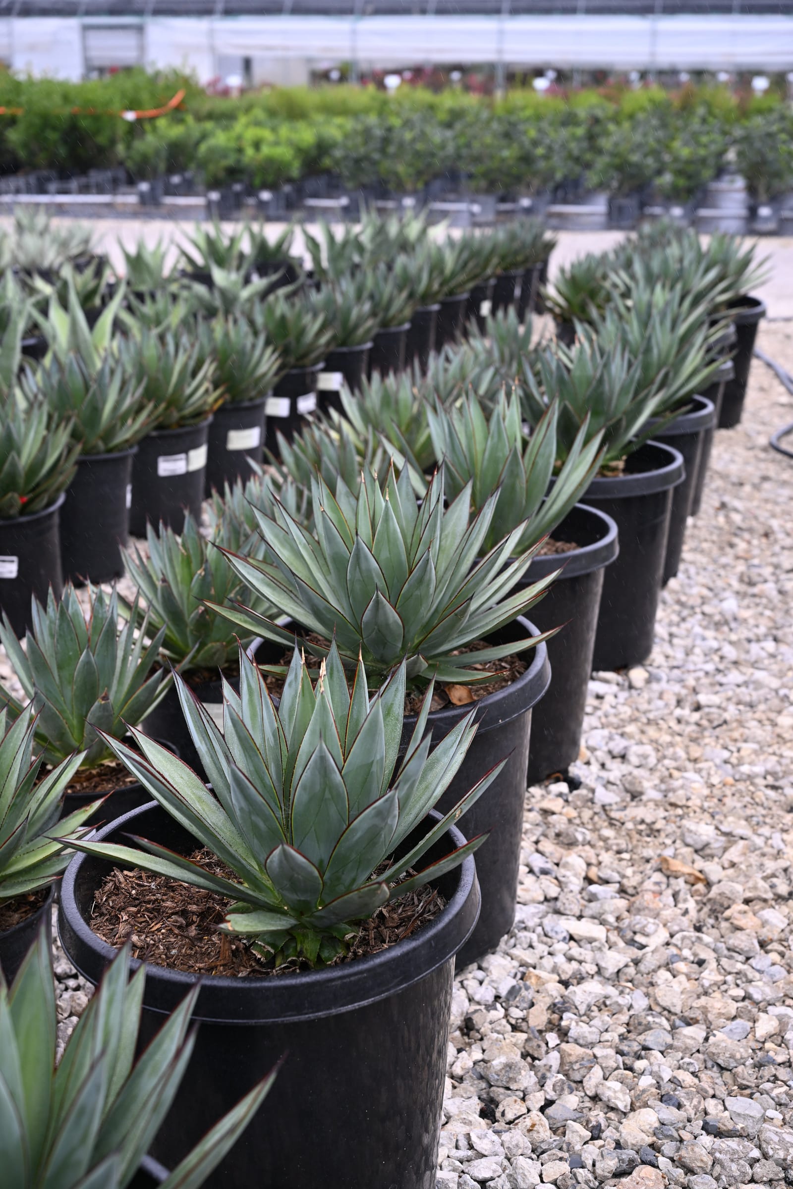 Blue Glow Agave - view 5