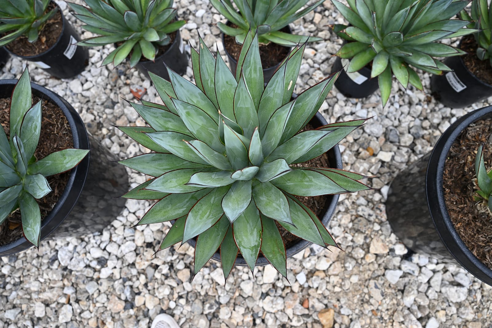 Blue Glow Agave - view 4
