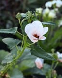 Brazilian Rock Rose Pavonia - Main Image