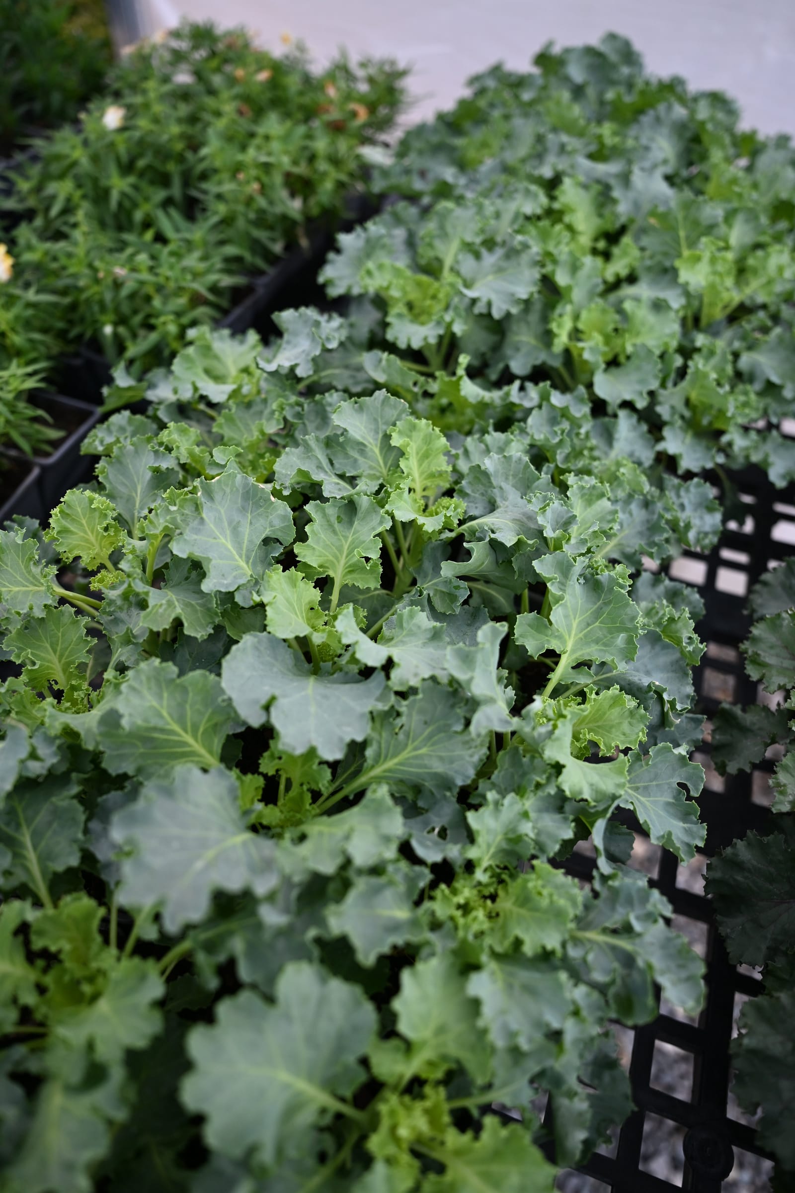 Bright and Early White Kale - view 2