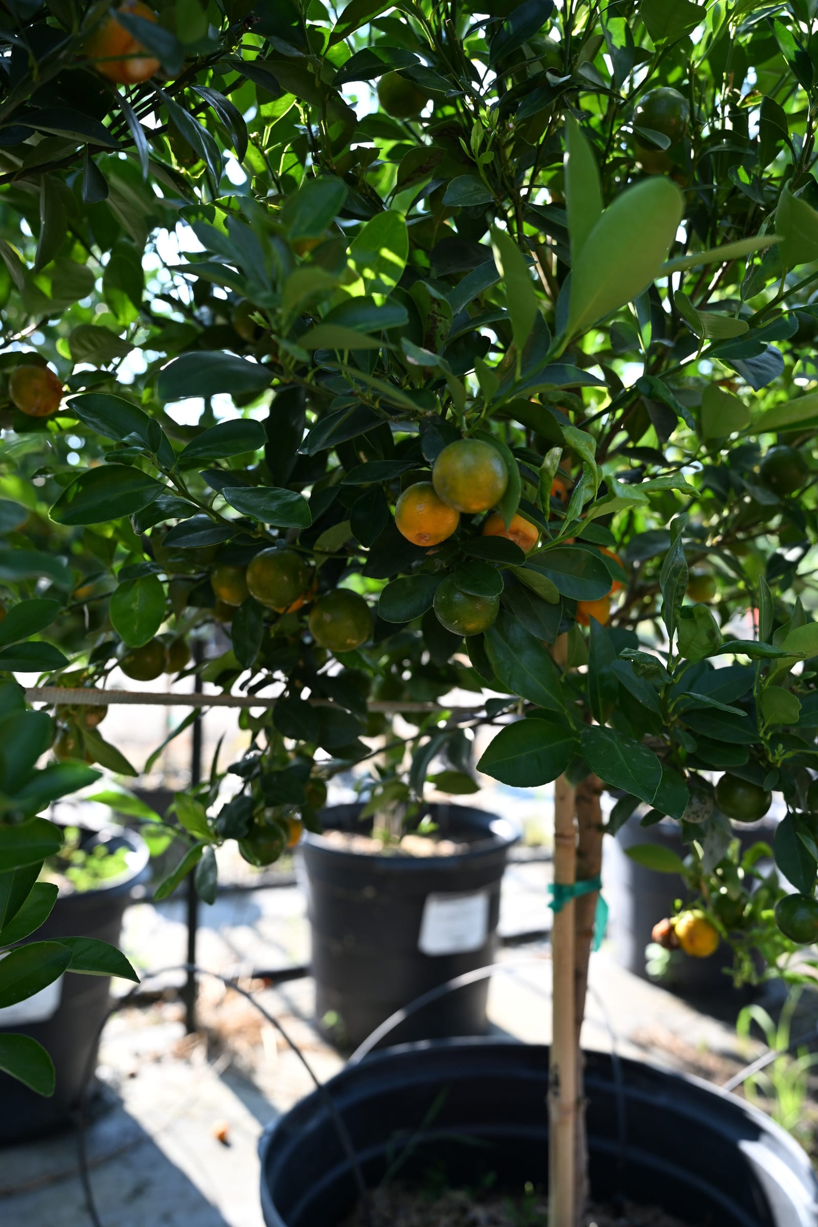 Calamondin Orange tree with glossy foliage and orange fruit in a nursery container
