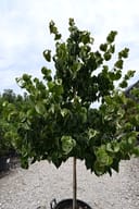 Chinese Dogwood tree with dense green foliage in a container at the nursery