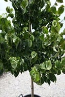 Chinese Dogwood with dense glossy green foliage in a nursery container