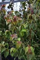 Chinese Dogwood Scarlet Fire with red and green foliage growing in a nursery container