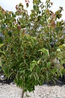 Chinese Dogwood Scarlet Fire tree with dense green foliage and reddish new growth in a nursery container