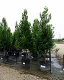 Compacta Cherry Laurel Tree Form - Image 5