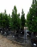 Compacta Cherry Laurel Tree Form - Image 6