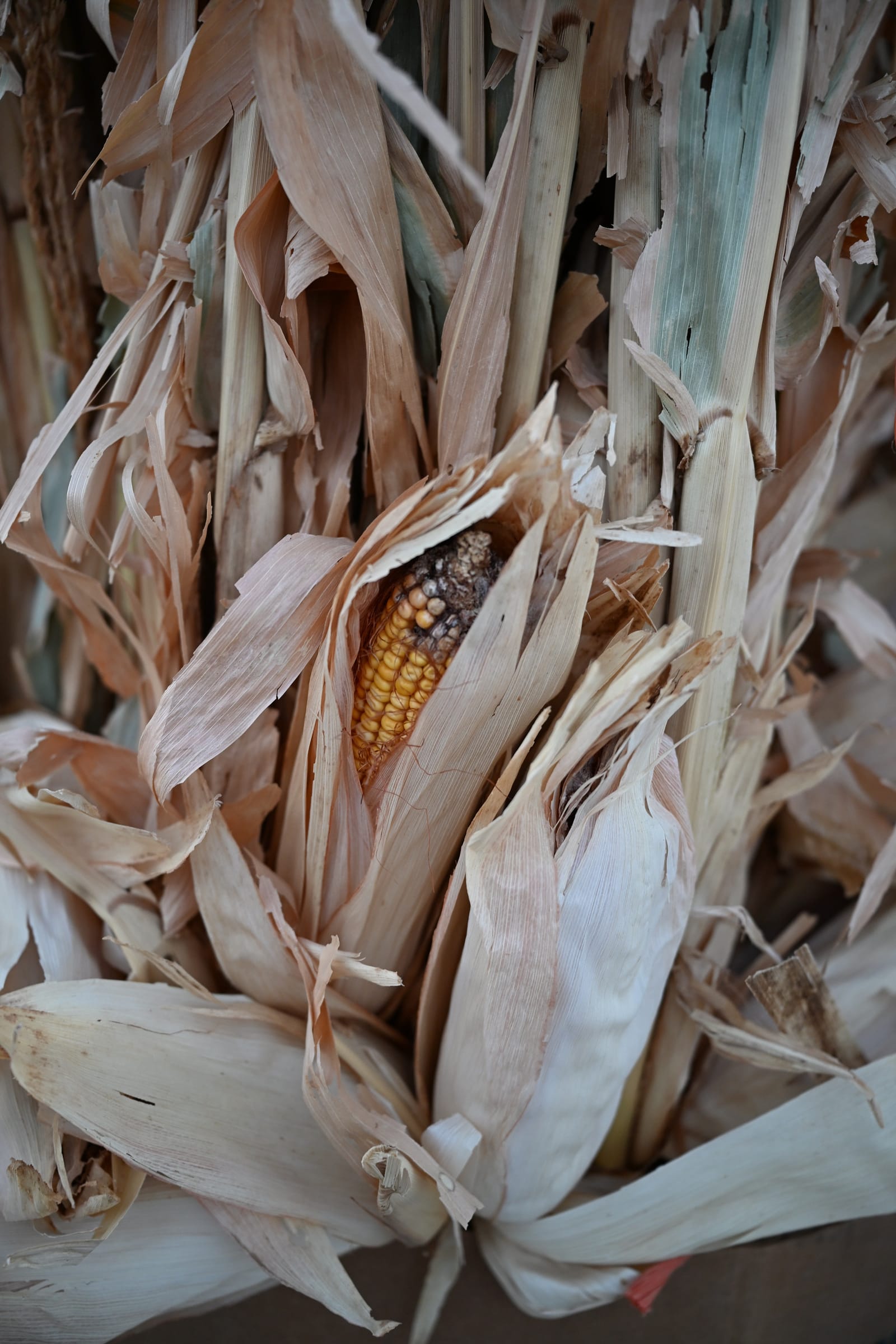 Corn Stalk Bundles - view 3