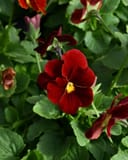 Cornuta Sorbet XP Red Viola - Image 2