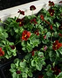 Cornuta Sorbet XP Red Viola - Image 3
