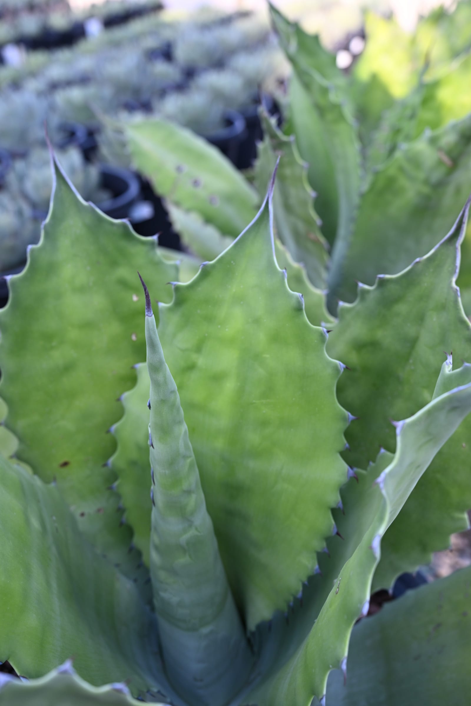 Crazy Horse Agave - view 5