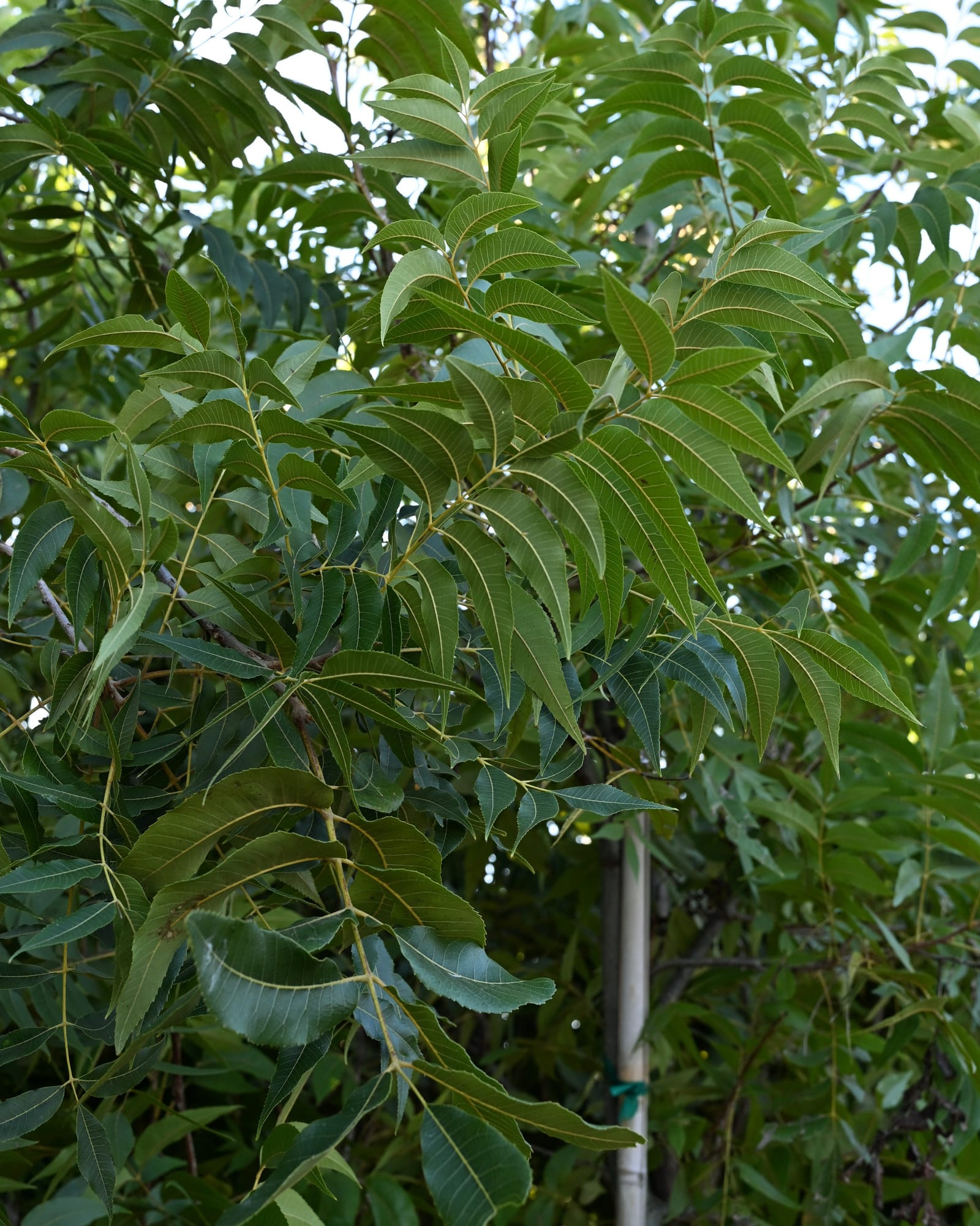 Creek Pecan - view 5
