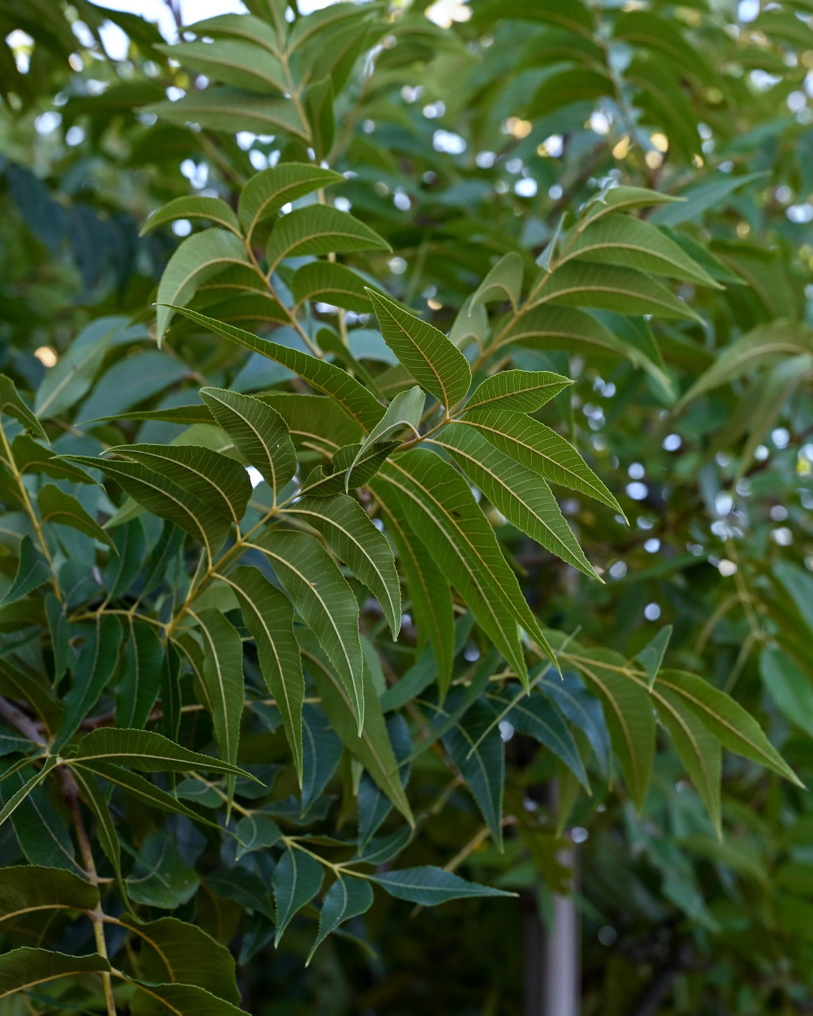 Creek Pecan