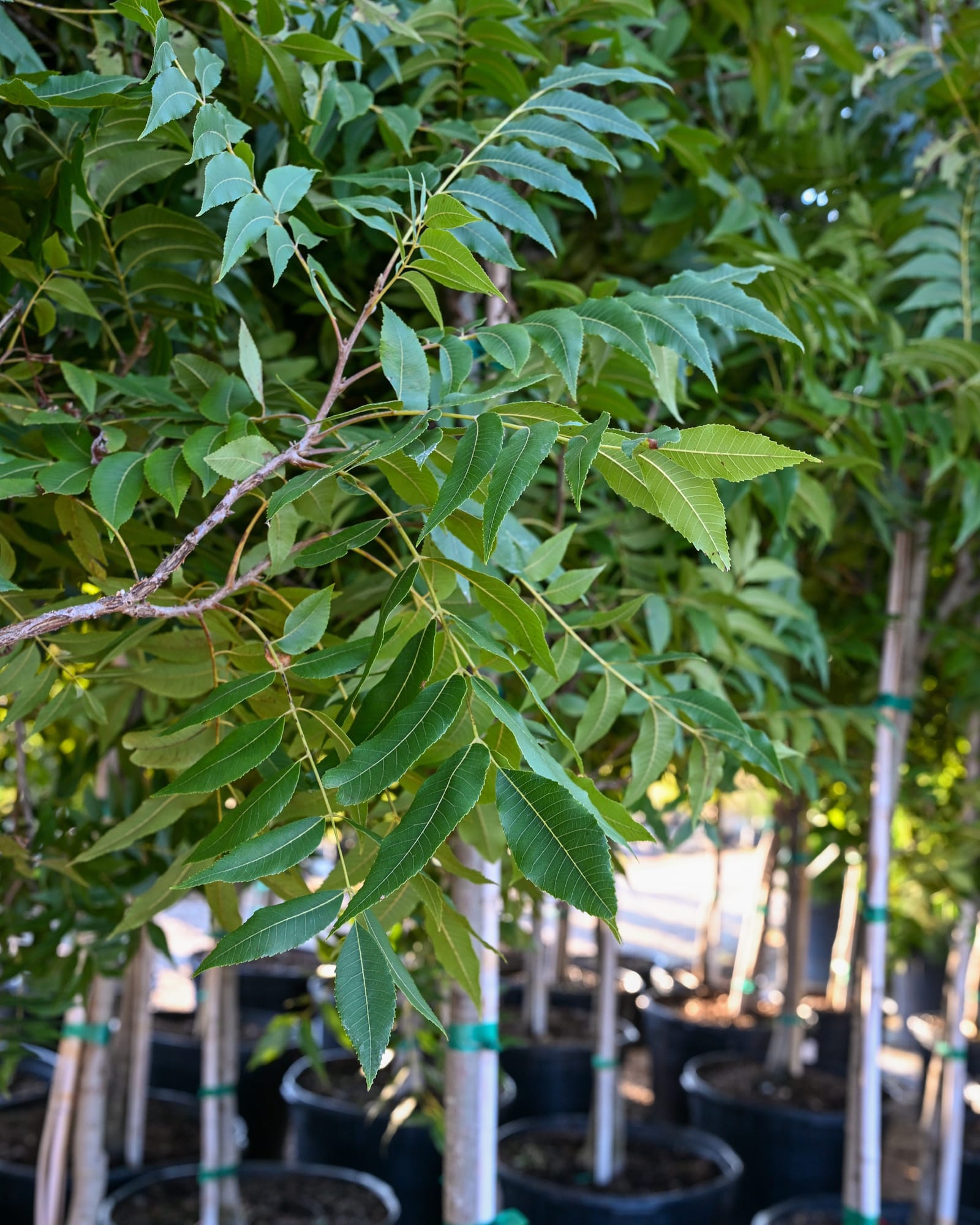 Creek Pecan - view 4