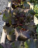 Crystal Deep Red Kale - Main Image