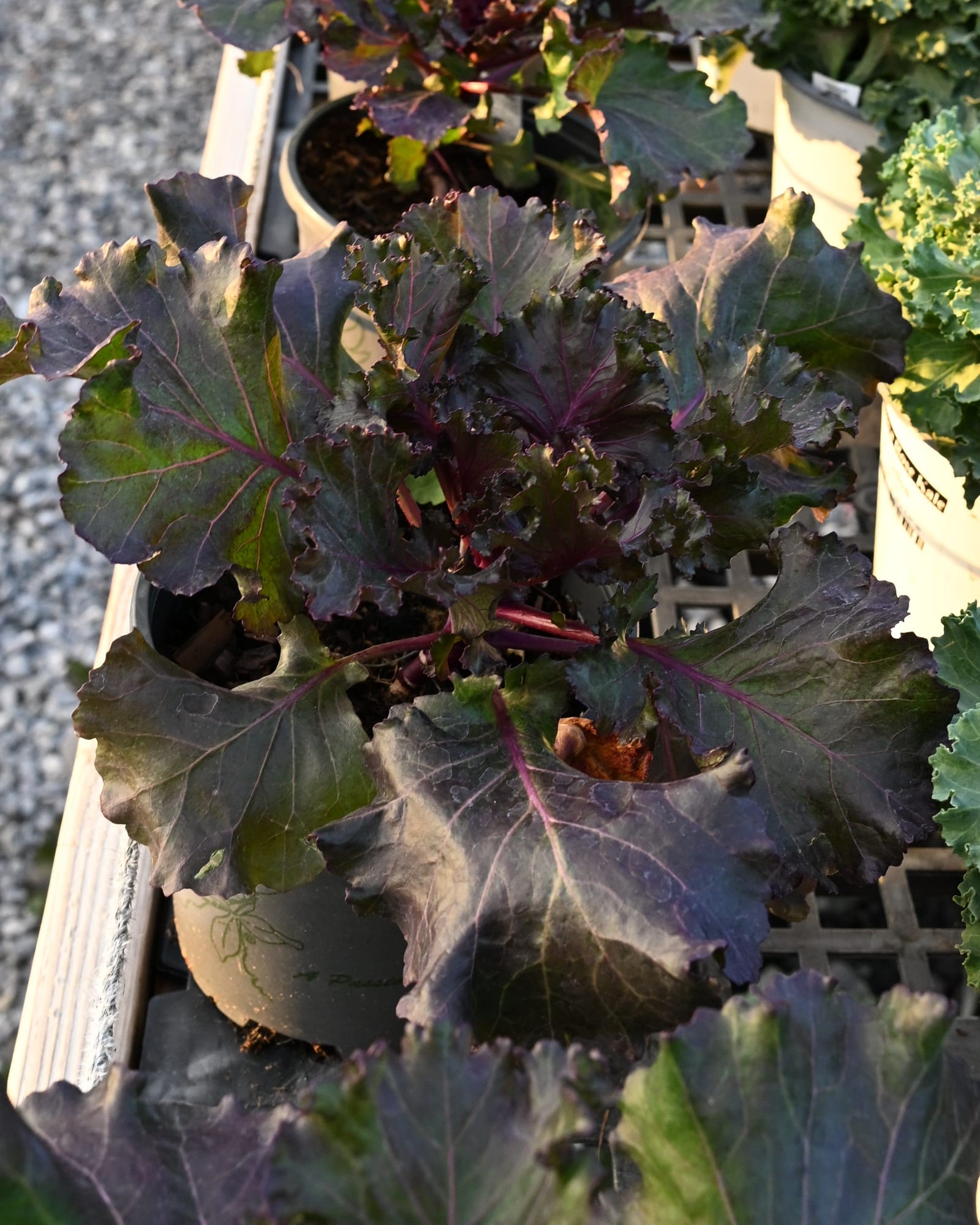 Crystal Deep Red Kale