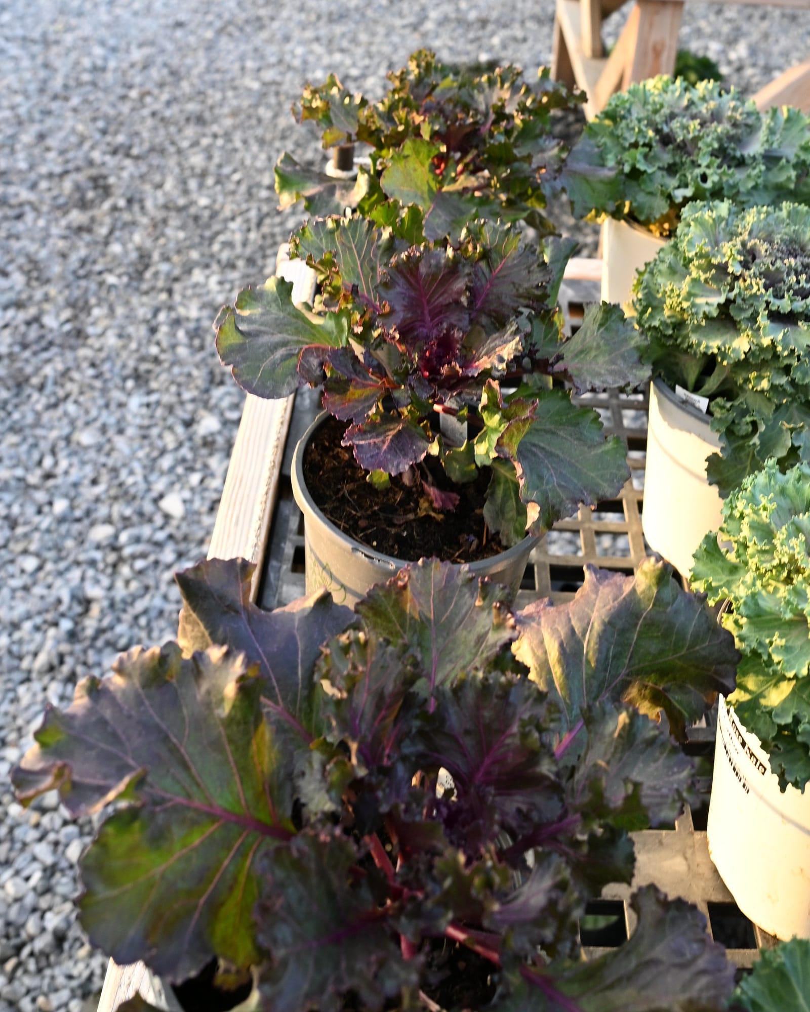 Crystal Deep Red Kale - view 3