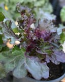 Crystal Deep Red Kale - Image 2