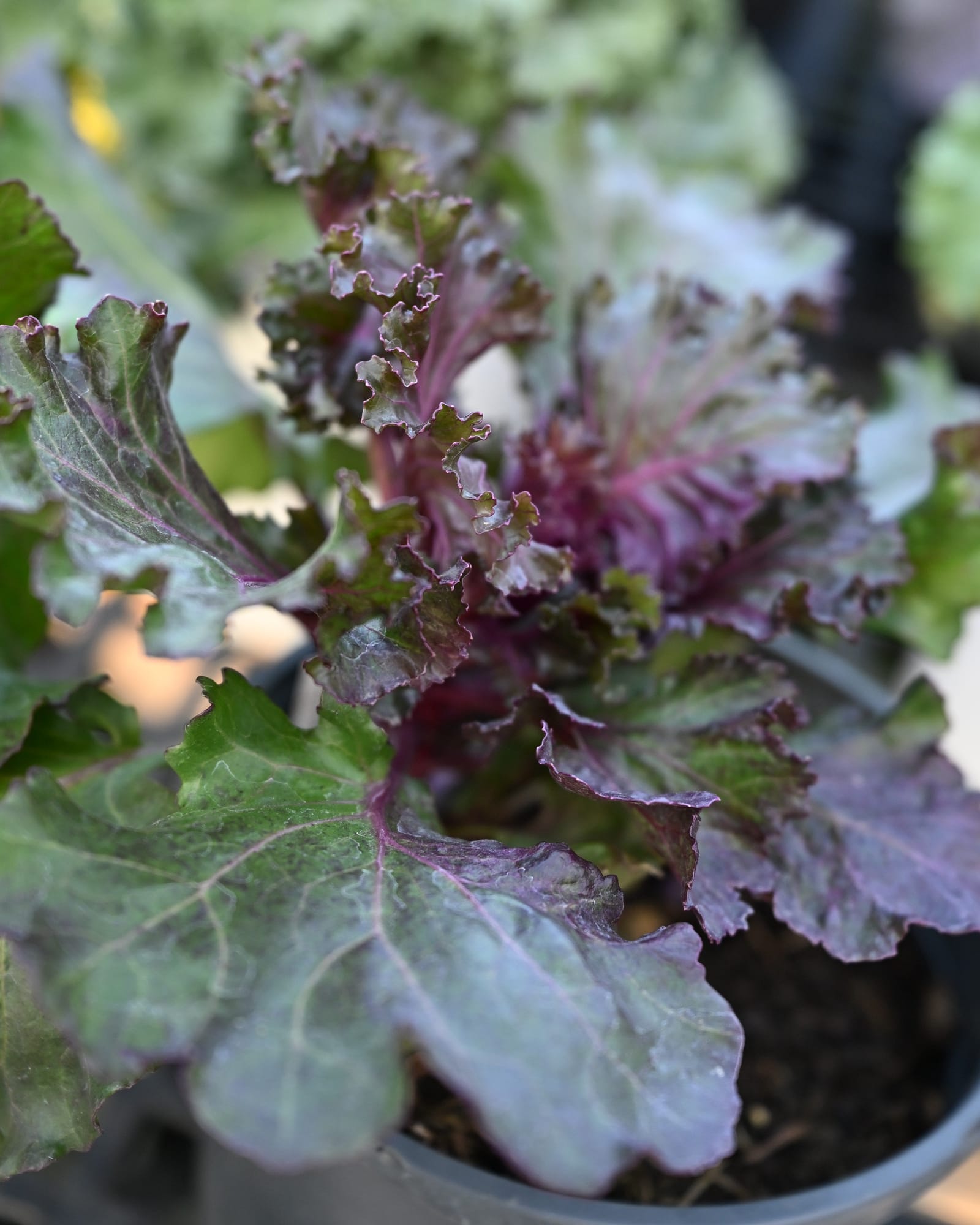 Crystal Deep Red Kale - view 2