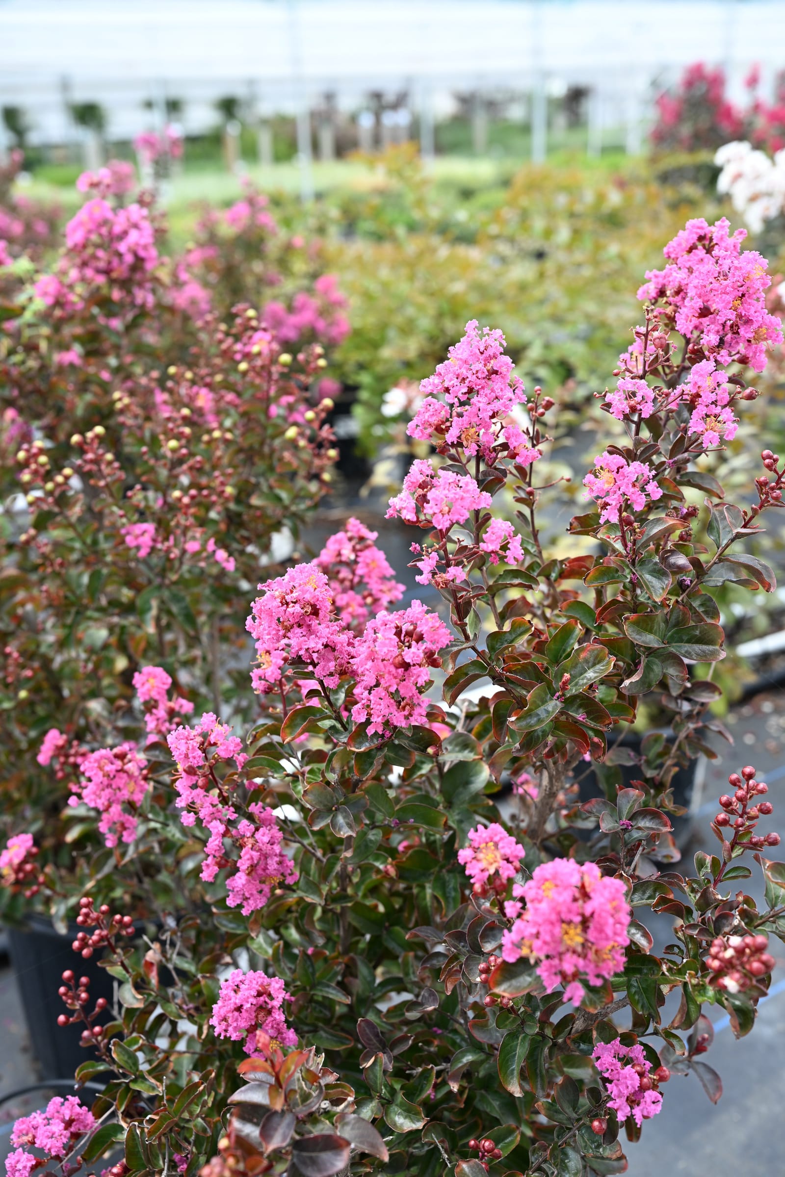 Dark Roast Crape Myrtle - view 2