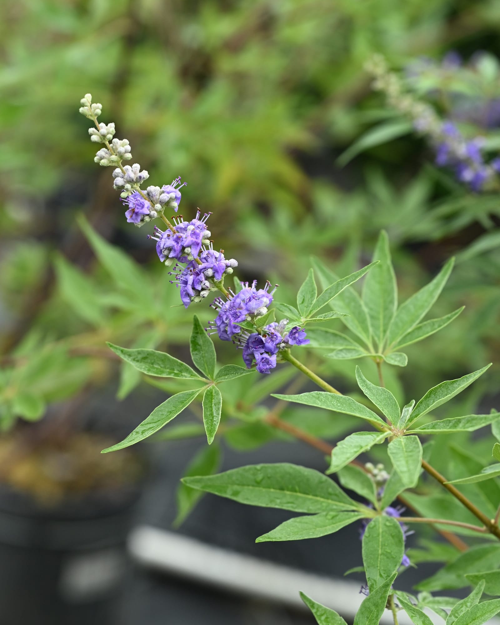 Delta Blues Vitex - view 2