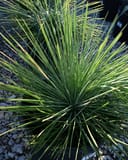 Liner Leaf Yucca - Main Image