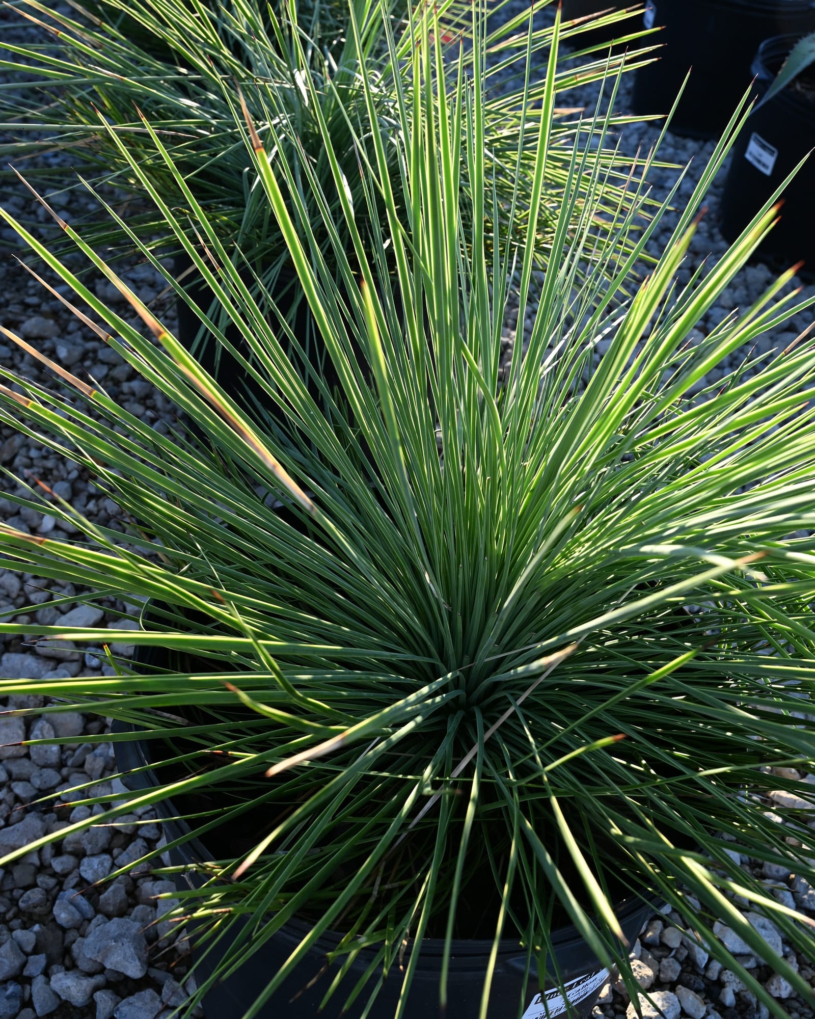 Liner Leaf Yucca - Main Image