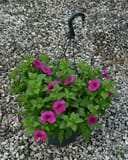 SuperCal Premium Purple Dawn Petchoa - Image 3