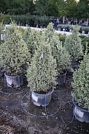 Elegantissima Variegated Boxwood Cone in containers with dense pale variegated foliage at the nursery