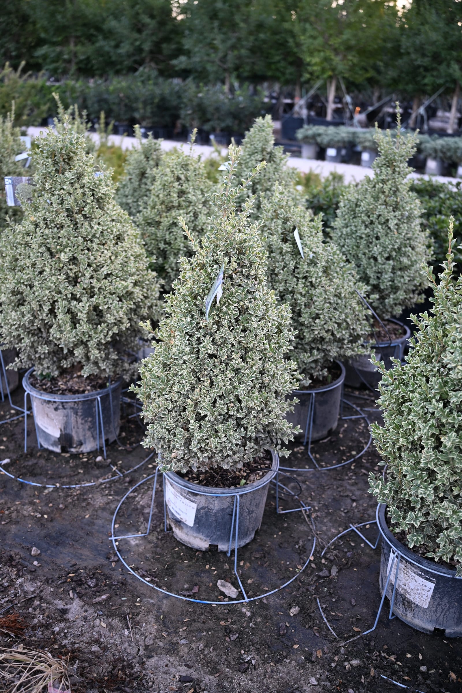 Elegantissima Variegated Boxwood Cone - view 3