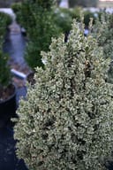 Elegantissima Variegated Boxwood Cone with dense cream-edged foliage in a nursery container