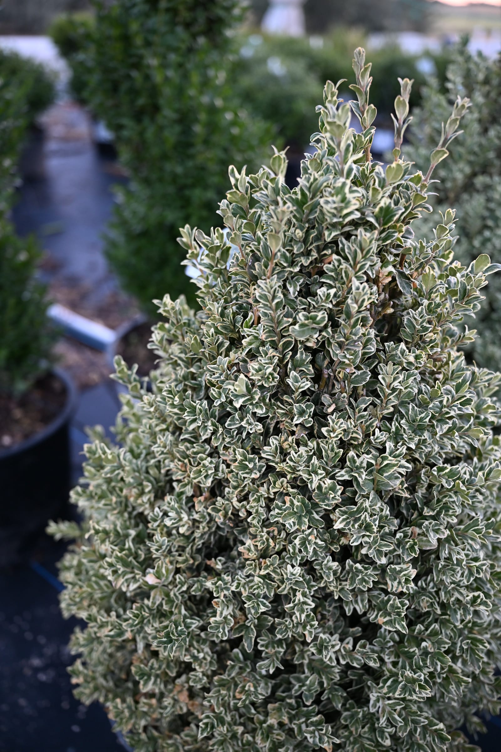 Elegantissima Variegated Boxwood Cone - view 5